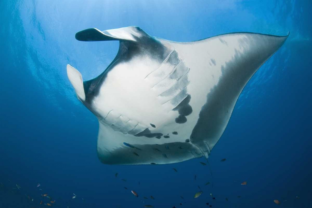 Manta rays underside, Irian Jaya, Indonesia